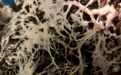 Mycelium: zázrak z přírody
