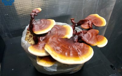 Urban Fungi