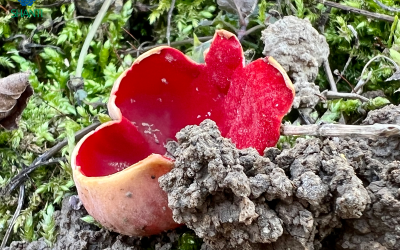 Ohnivec rakouský: brzce jarní léčivá houbička